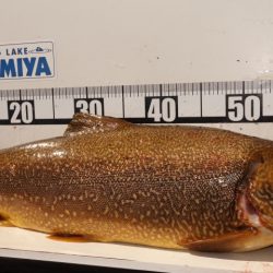 フィッシングレイクたかみや 釣果