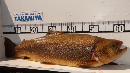 フィッシングレイクたかみや 釣果