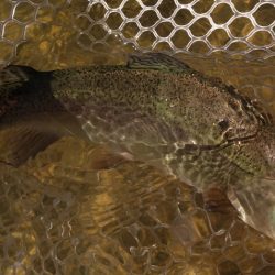 フィッシングレイクたかみや 釣果