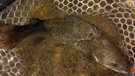 フィッシングレイクたかみや 釣果