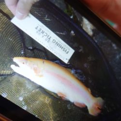 フィッシングレイクたかみや 釣果