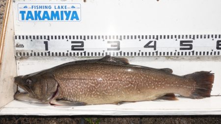 フィッシングレイクたかみや 釣果