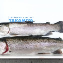 フィッシングレイクたかみや 釣果