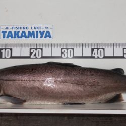 フィッシングレイクたかみや 釣果