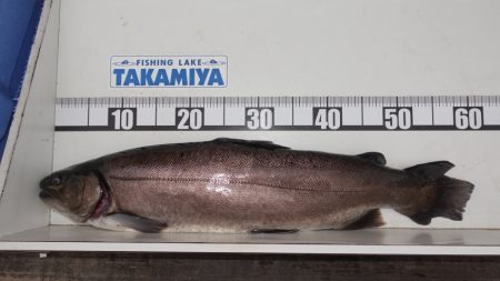 フィッシングレイクたかみや 釣果