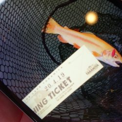 フィッシングレイクたかみや 釣果