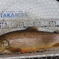 フィッシングレイクたかみや 釣果