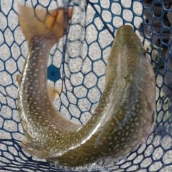 フィッシングレイクたかみや 釣果