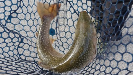 フィッシングレイクたかみや 釣果