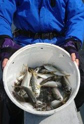 KONAYAーMARU(こなや丸) 釣果