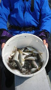 KONAYAーMARU(こなや丸) 釣果