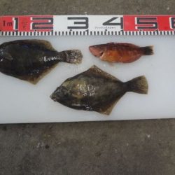 のとじま臨海公園海づりセンター 釣果