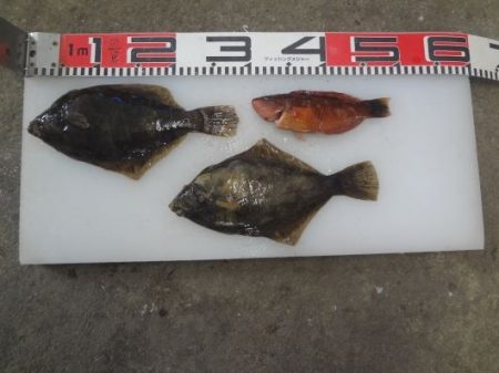 のとじま臨海公園海づりセンター 釣果