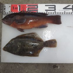 のとじま臨海公園海づりセンター 釣果