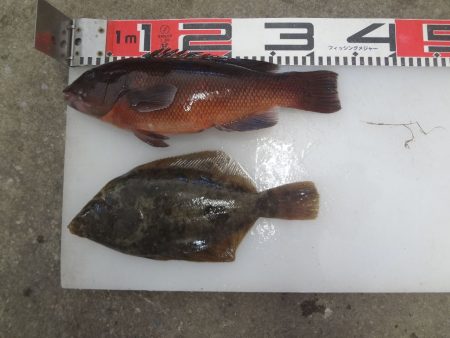 のとじま臨海公園海づりセンター 釣果