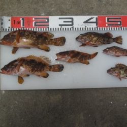 のとじま臨海公園海づりセンター 釣果