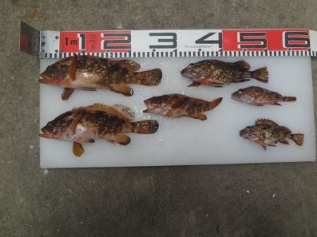 のとじま臨海公園海づりセンター 釣果