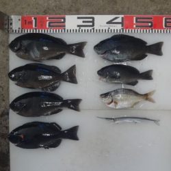 のとじま臨海公園海づりセンター 釣果