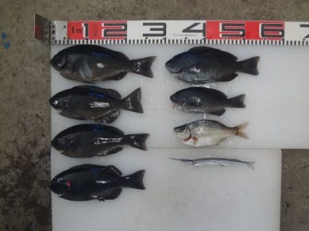 のとじま臨海公園海づりセンター 釣果