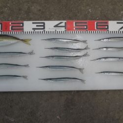 のとじま臨海公園海づりセンター 釣果