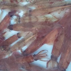 第三隆栄丸 釣果