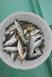 ＫＯＮＡＹＡｰＭＡＲＵ（こなや丸） 釣果