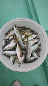 ＫＯＮＡＹＡｰＭＡＲＵ（こなや丸） 釣果