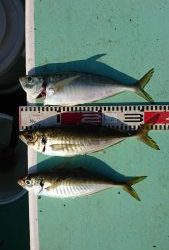 ＫＯＮＡＹＡｰＭＡＲＵ（こなや丸） 釣果