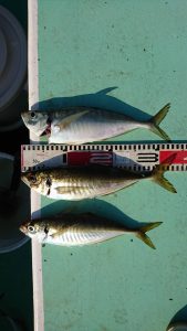 ＫＯＮＡＹＡｰＭＡＲＵ（こなや丸） 釣果