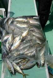 ＫＯＮＡＹＡｰＭＡＲＵ（こなや丸） 釣果