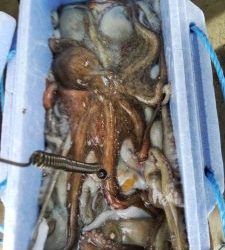 恵比寿丸(兵庫) 釣果