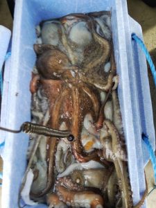 恵比寿丸(兵庫) 釣果