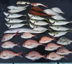 東京湾探釣隊ぼっち 釣果