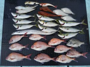 東京湾探釣隊ぼっち 釣果