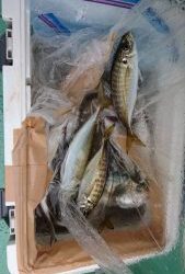 ＫＯＮＡＹＡｰＭＡＲＵ（こなや丸） 釣果