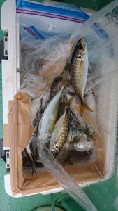 ＫＯＮＡＹＡｰＭＡＲＵ（こなや丸） 釣果