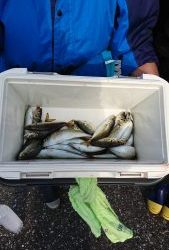 KONAYAーMARU(こなや丸) 釣果