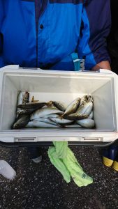 ＫＯＮＡＹＡｰＭＡＲＵ（こなや丸） 釣果