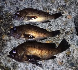 連日のメバリング