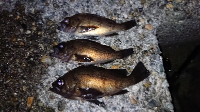 連日のメバリング