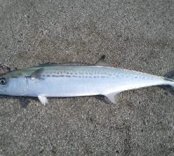 今シーズン初ジギング