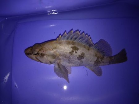 タケノコメバルでしょうか