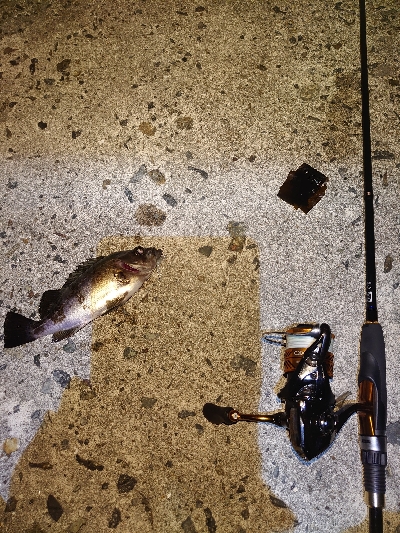 初めてのポイント