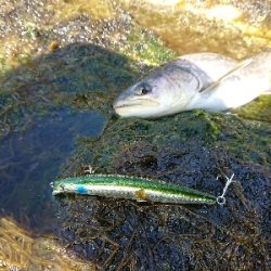 上げたのは五本、バラシ&チェイスを含めれば10本以上!