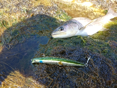 上げたのは五本、バラシ&チェイスを含めれば10本以上！