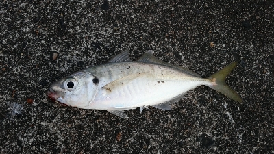 今シーズン初ジギング