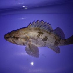 タケノコメバルでしょうか