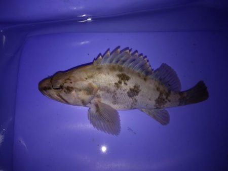 タケノコメバルでしょうか