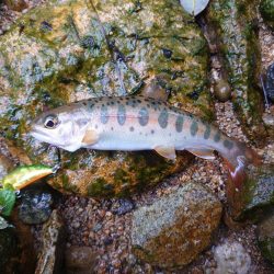 久しぶりの渓流釣り