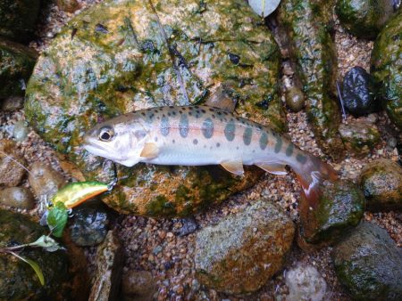久しぶりの渓流釣り